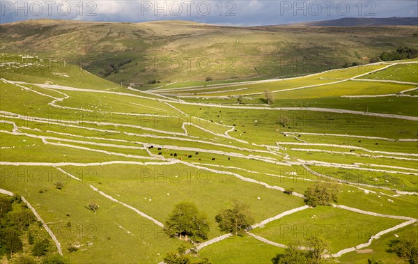 Fields and dry stonewalls, Malham, Yorkshire Dales national park, England, UK