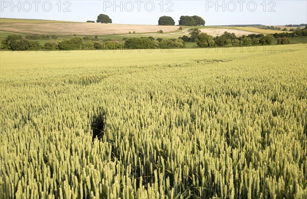 Chalk summer landscape with barley growing hillside, Avebury Down, West Kennet, Wiltshire, England, UK