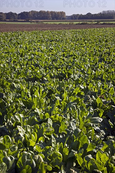 Field with cultivated chicory plants