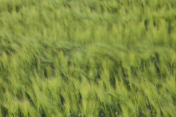 Motion blurred barley field (Hordeum vulgare) with unripe spikelets moving in the wind in spring