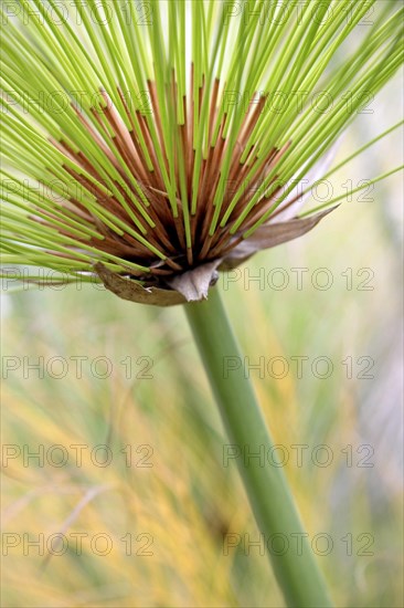 Papyrus sedge, paper reed, Indian matting plant, Nile grass (Cyperus papyrus) close-up, South Africa, Africa