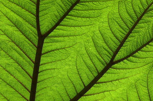 Close-up of backlit tropical leaf showing nerves anvenation