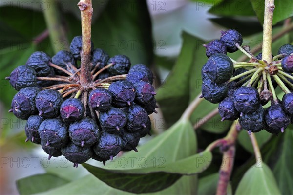 Common ivy (Hedera helix) close up of berries