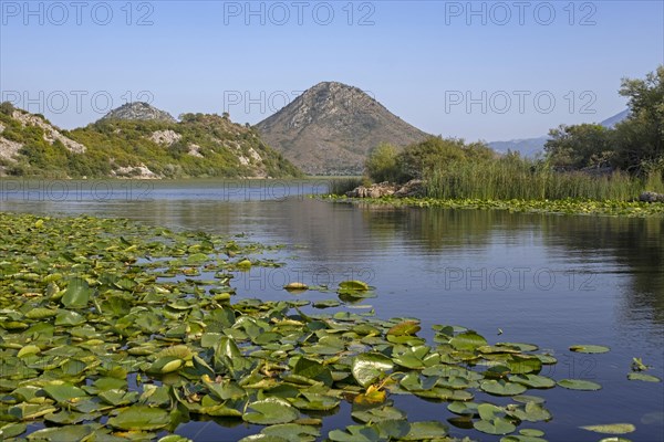Waterlily, waterlily leaves in Skadar Lake, Lake Scutari, Lake Shkoder, Skadarsko Jezero National Park, Crmnica region, Bar, Montenegro, Europe