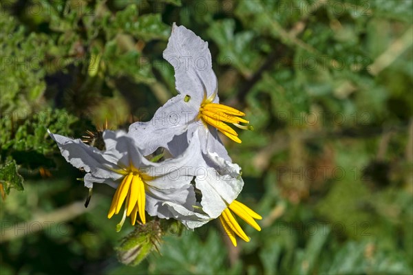 Vila-vila, sticky nightshade, red buffalo-bur, fire-and-ice plant, litchi tomato (Solanum sisymbriifolium) in flower, native to South America