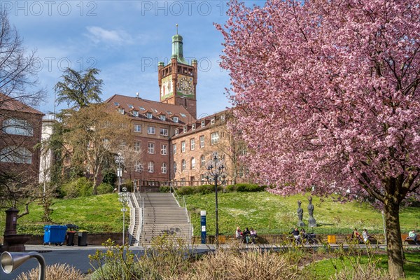 Cherry blossoms in front of a historic building in urban spring, Pforzheim, Germany, Europe