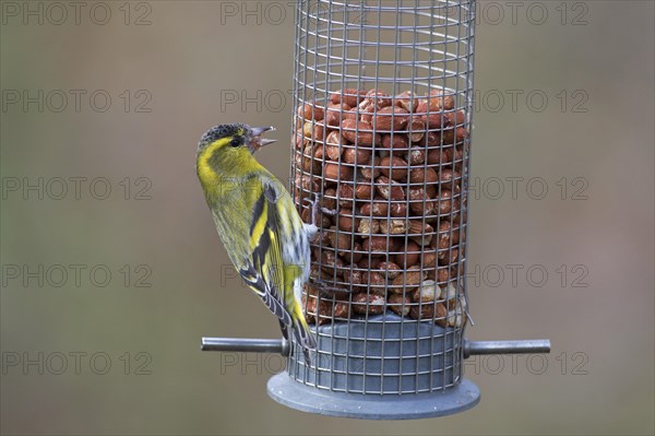 Eurasian siskin, European siskin, common siskin (Spinus spinus) male in breeding plumage eating peanuts from garden bird feeder