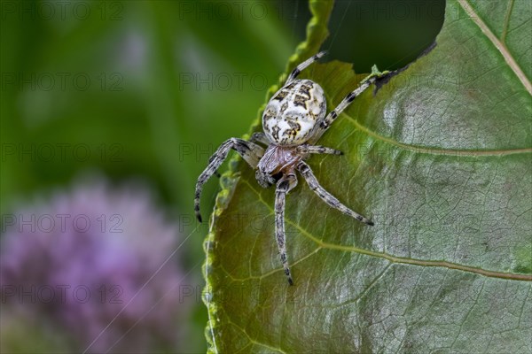 Furrow spider, furrow orb spider, foliate spider (Larinioides cornutus, Aranea apoclisa) orb-weaver spider on leaf