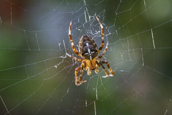 European garden spider, diadem spider, cross spider, cross orbweaver (Araneus diadematus) in web