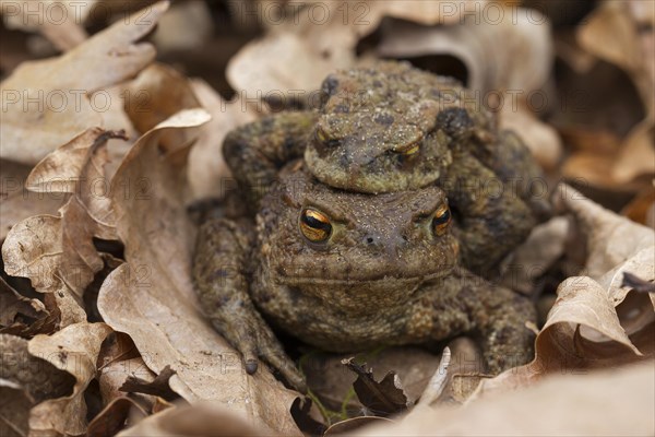 Common toad, European toads (Bufo bufo) pair in amplexus walking over fallen leaves to breeding pond in spring