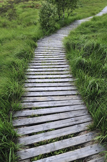 Wooden boardwalk in the moorland of the fragile ecosystem High Fens, Hautes Fagnes, Belgian Ardennes, Belgium, Europe