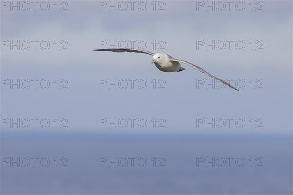 Northern fulmar (Fulmarus glacialis), in flight against the sky, Iceland, Europe