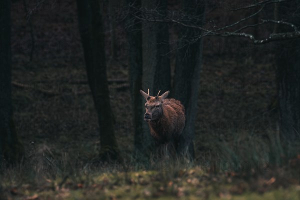A young stag pauses and looks intently into the forest, Stuttgart, Baden-Wuerttemberg, Germany, Europe