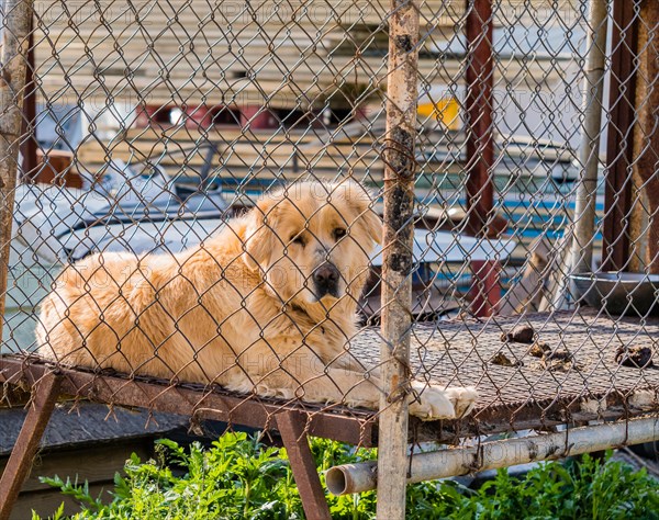 Large furry adult golden retriever in large cage posing for the camera