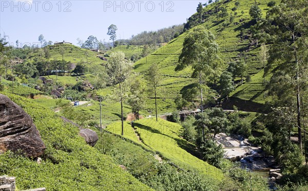 Mackwoods tea estate, Nuwara Eliya, Central Province, Sri Lanka, Asia