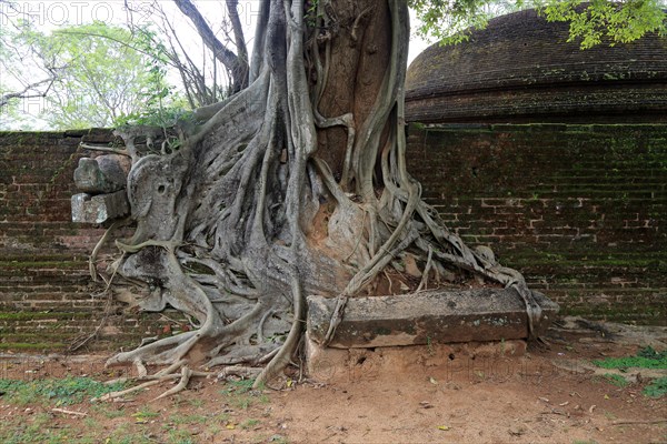 Close up of buttress roots of banyan tree, Polonnaruwa ancient city, North Central Province, Sri Lanka, Asia