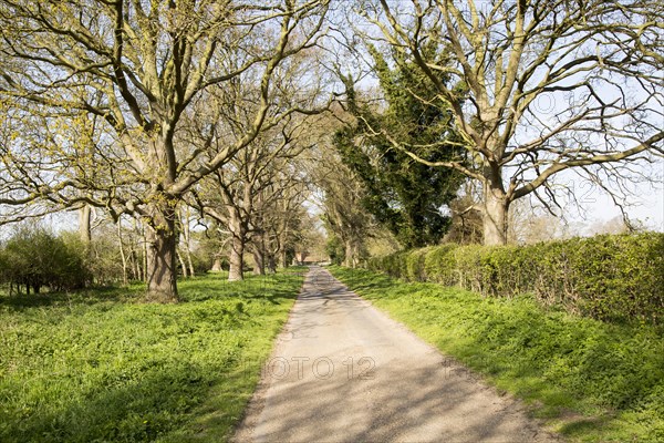 Long straight country road passing leafless trees, Sutton, Suffolk, England, UK