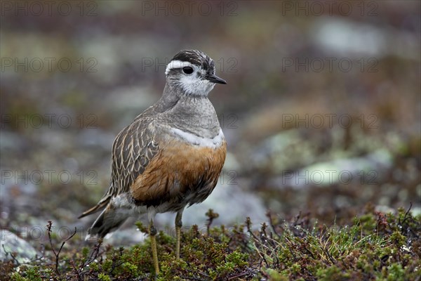 Eurasian Dotterel (Charadrius morinellus) on the tundra, Sweden, Europe