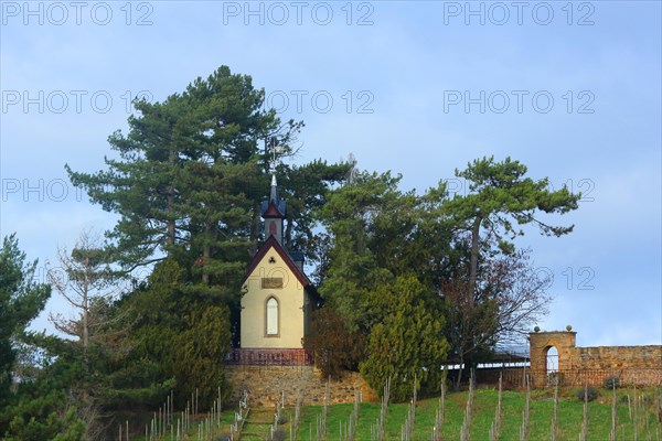 Neo-Gothic chapel built in 1890 on the hill, grapevines, vineyard, Heiligenblut, Alzey, Rhine-Hesse region, Rhineland-Palatinate, Germany, Europe