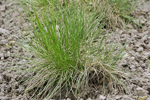 Matgrass, moor matgrass, nard grass (Nardus stricta)