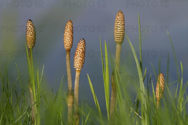 Fertile shoots of field horsetail, common horsetail (Equisetum arvense)