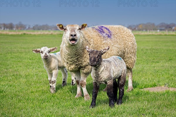 Bleating domestic sheep ewe with twin black and white lambs in meadow, pasture in spring, Schleswig-Holstein, Germany, Europe