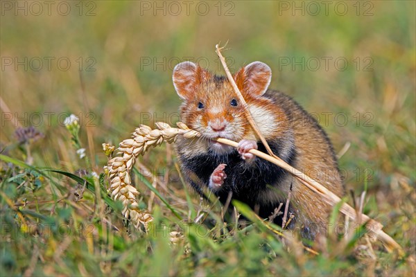 European hamster, Eurasian hamster, black-bellied hamster, common hamster (Cricetus cricetus) eating grains from wheat spike, wheat ear in field