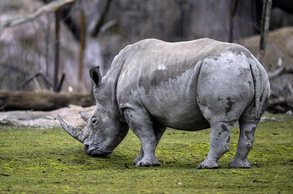 Southern white rhinoceros Ceratotherium simum simum