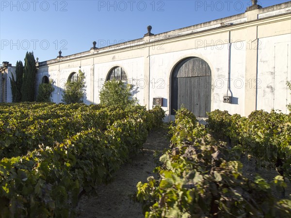 Grapes growing in vineyard at Gonzalez Byass bodega, Jerez de la Frontera, Cadiz province, Spain, Europe