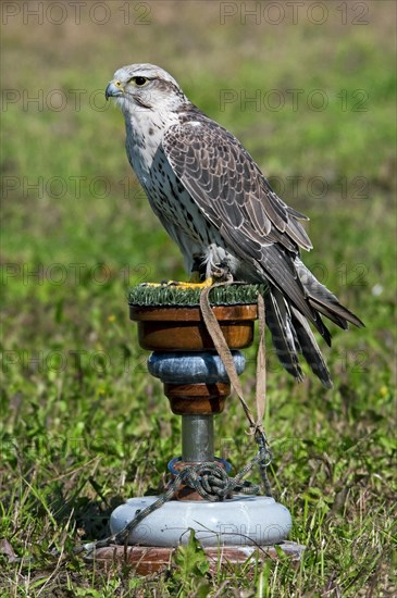 Saker Falcon (Falco cherrug) at the birds of prey show and competition at Nijlen, Belgium, Europe