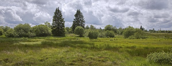 Moorland at the High Fens, Hautes Fagnes nature reserve in the Belgian Ardennes, Belgium, Europe