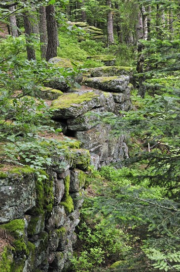 The Pagan Wall, Mur Paien in forest near Mont Sainte-Odile, Vosges, Alsace, France, Europe