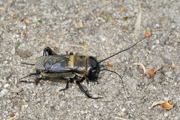 Field cricket (Gryllus campestris) male