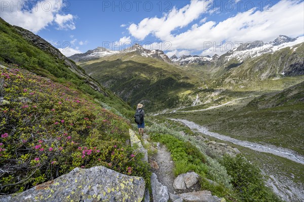 Mountaineers on a hiking trail with blooming alpine roses in front of a picturesque mountain landscape, rocky mountain peaks with snow, valley Zemmgrund with Zemmbach, mountain panorama with summit Zsigmondyspitze and Grosser Moerchner, Berliner Hoehenweg, Zillertal Alps, Tyrol, Austria, Europe