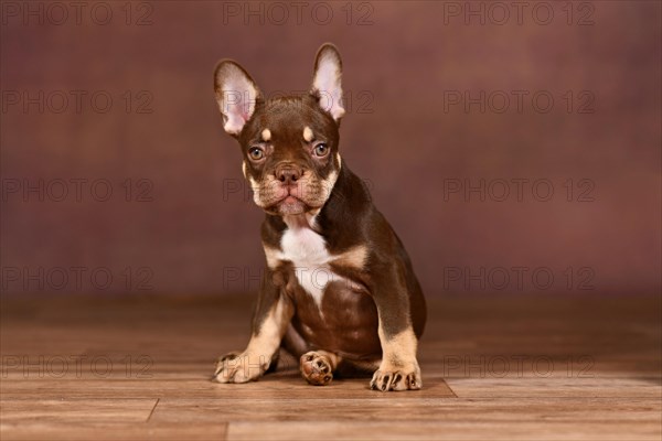 New Schade Mocca Orange Tan colored French Bulldog puppy sitting in front of brown background