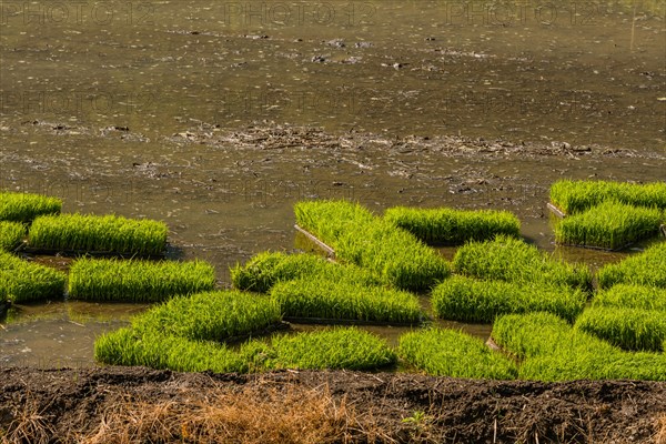 Rice seedling mats in flooded rice paddy on a sunny morning in Sintanjin, South Korea, Asia