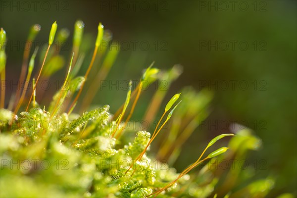 Moss with seed capsules, spore capsules, natural monument Hutewald Am Halloh, near Albertshausen, macro photo, close-up, Kellerwald-Edersee nature park Park, Hesse, Germany, Europe