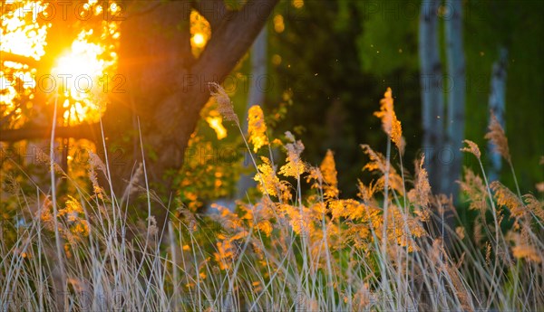 The warm light of the setting sun penetrates the grasses and trees, summer evening in the forest by the lake, rays of light, reed fronds glowing in the light, common reed (Phragmites australis) against the light, dancing mosquitoes, mosquitoes (Culicidae), Steinhuder Meer nature park Park, Lower Saxony, Germany, Europe