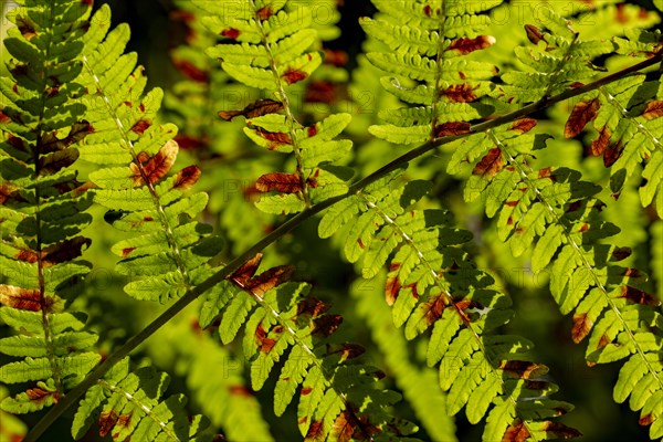 Fern (Polypodiopsida) in detail, Mindelheim, Unterallgaeu, Bavaria, Germany, Europe