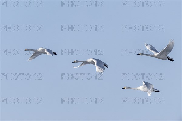 Tundra swans (Cygnus bewickii), flying, Emsland, Lower Saxony, Germany, Europe