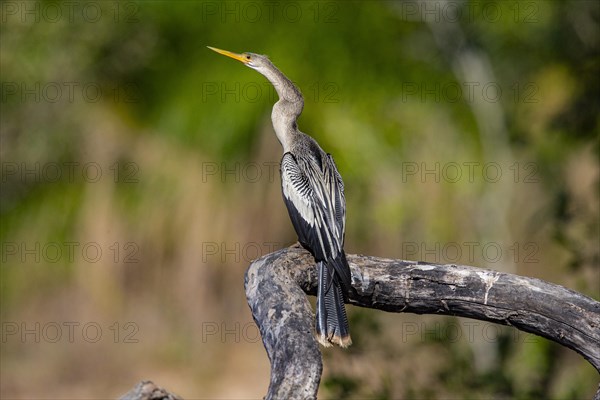 American darter (Anhinga anhinga) Pantanal Brazil