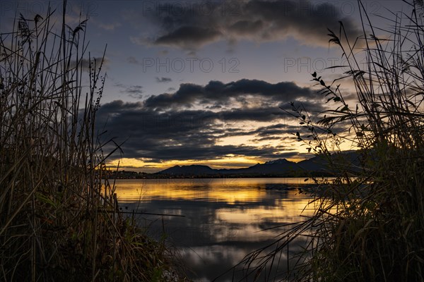 Lake Hopfensee with reeds and cloudy sky at sunrise, Hopfen am See, Ostallgaeu, Swabia, Bavaria, Germany, Europe