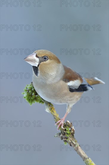 Hawfinch (Coccothraustes coccothraustes), female, sitting on a branch overgrown with moss, North Rhine-Westphalia, Germany, Europe