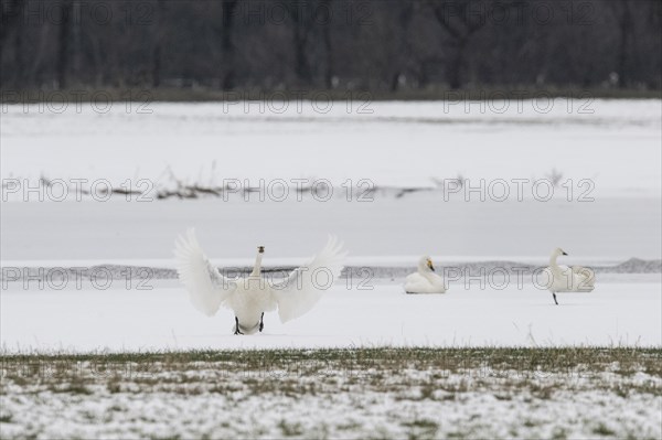 Whooper Swans (Cygnus cygnus) and tundra swans (Cygnus bewickii), Emsland, Lower Saxony, Germany, Europe