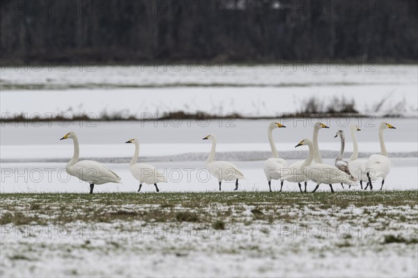 Whooper Swans (Cygnus cygnus) and tundra swans (Cygnus bewickii), Emsland, Lower Saxony, Germany, Europe