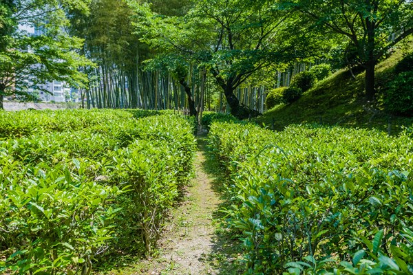 Green tea garden on sunny afternoon in Hiroshima, Japan, Asia