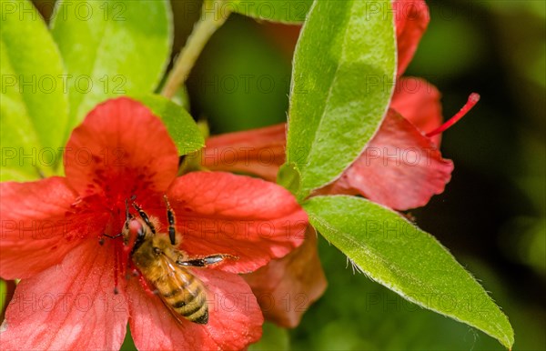 Closeup of small honey bee gathering nectar from a red flower