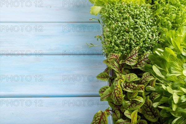 Set of boxes with microgreen sprouts of sorrel, lettuce, cilantro on blue wooden background. Side view, copy space