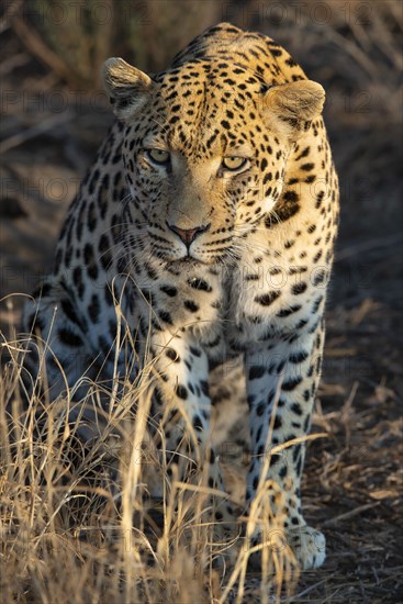 Leopard (Panthera pardus), Khomas region, Namibia, Africa