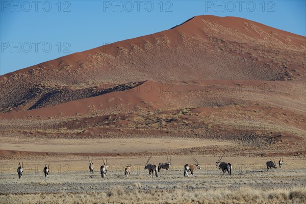 Gemsbok (Oryx gazella) in Sossusvlei, Sossusvlei, Namib Desert, Namib-Naukluft National Park, Namibia, Africa
